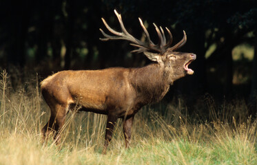 Cerf élaphe, brame, Cervus elaphus