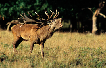 Cerf élaphe, brame, cerf , Cervus elaphus, coucher de soleil