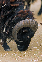 Mouton , race Ouessant