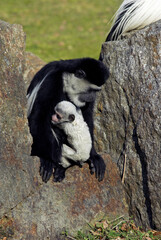 Obraz premium Colobe guéréza , avec son jeune, Colobus guereza, Afrique