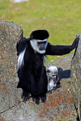 Colobe guéréza , avec son jeune, Colobus guereza, Afrique