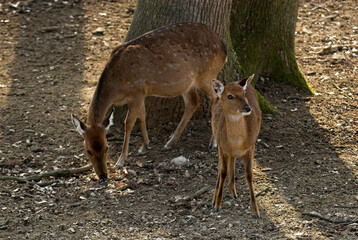 Cerf du Viét Nam, Cervus nippon pseudaxis, Cervus nippon pseudaxis