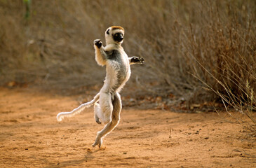 Lémurien, Propithèque de Vérreau , Propithecus verreauxi, Madagascar © JAG IMAGES