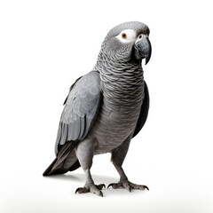 Photo of grey parrot isolated on white background