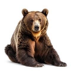 Fototapeta premium Brown bear in natural pose isolated on white background, photo realistic