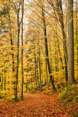 Gelbe Blätter an den Bäumen im Wald. Braune Blätter auf dem Waldweg im Herbst. Leuchtendes Laub an den Bäume.