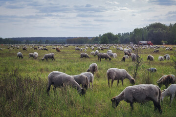 Naklejka na ściany i meble Sheep in the Meadow - Farm - Farmland - Field - Nature - Landscape - Background - Animal - Farmer