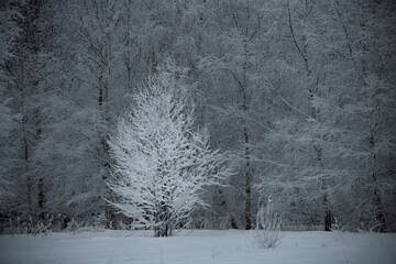 White tree
