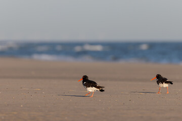 Eurasian oystercatchers (Haematopus ostralegus) on the beach on Juist, East Frisian Islands,...