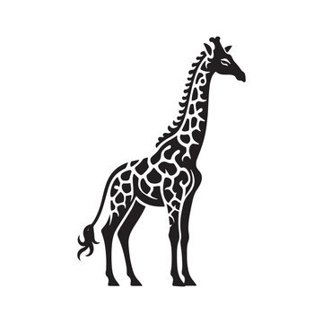 Elegance in Shadows: Giraffe Silhouette Series Capturing the Graceful Contours of Nature's Tallest Wanderer - Giraffe Illustration - Giraffe Vector
