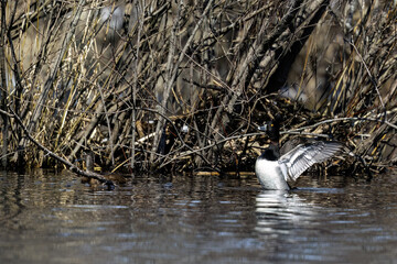 The ring-necked duck (Aythya collaris) . North American diving duck.
