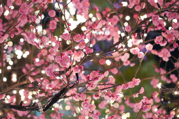 押上スカイツリー周辺　梅の花イルミネーション