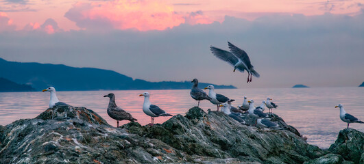 Birds on a rocky island in Howe Sound. Cloudy Sunset. West Coast Pacific Ocean