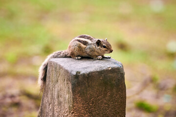 Cute little chipmunk sitting on rock in green park and looking around, fluffy tailed tiny park...