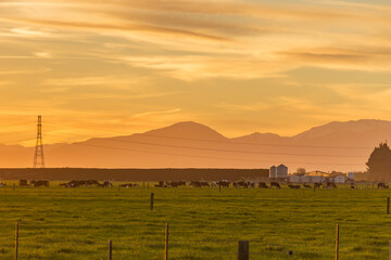 Dairy cows grazing in the sunset in New Zealand