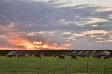 Dairy cows grazing in the sunset in New Zealand