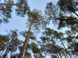 Pine tree crowns and blue sky.