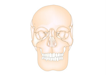 Human Skull © KKT Madhusanka
