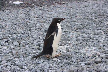 Fototapeta premium Adelie Penguin (Pygoscelis adeliae), Brown Bluff, Antarctica.