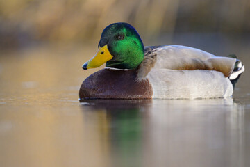 Obraz premium Portrait of a male mallard swimming in water