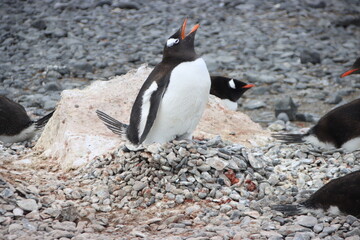 Naklejka premium Gentoo Penguin (Pygoscelis papua) nesting at Brown Bluff, Antarctica.