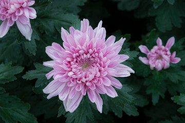 Fototapeta premium Big pink chrysanthemums in the garden with green leaves fill the flower garden.