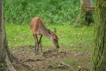 A red deer in a park in autumn
