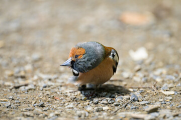 A male Common Chaffinch standing on the ground