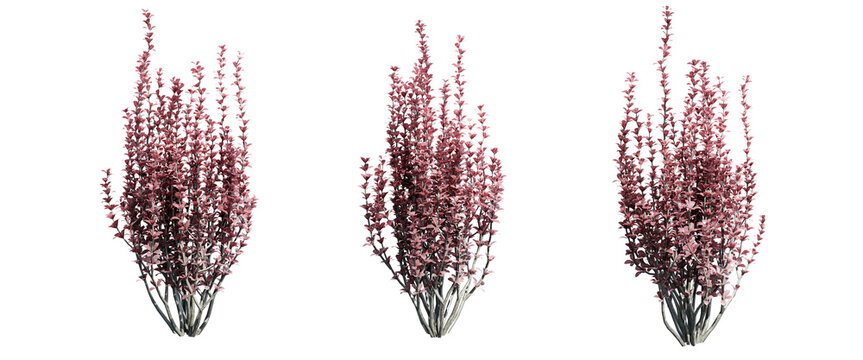Berberis thunbergii bush  isolate transparent background.3d rendering PNG