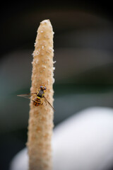 Selective focus of fruit fly on a flower bud