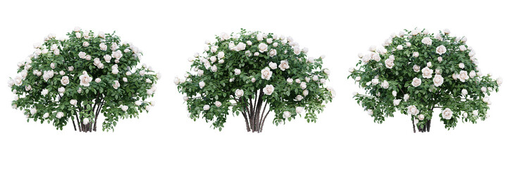Rose bush isolate transparent background.3d rendering PNG