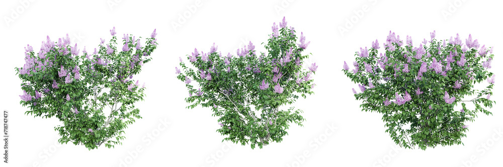 Poster syringa vulgaris isolate transparent background.3d rendering png