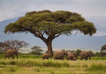 Stado słoni w Parku Narodowym Amboseli Kenia - obrazy, fototapety, plakaty