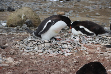 Gentoo Penguin (Pygoscelis papua) nesting at Brown Bluff, Antarctica.