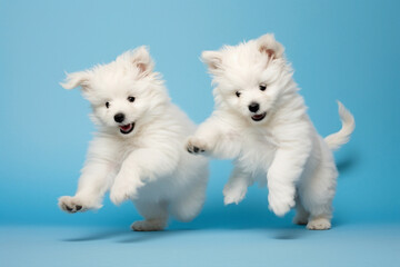 A playful pair of fluffy white puppies chasing each other's tails, captured on a light blue background.