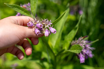 Symphytum officinale, commonly known as comfrey. Harvested for its medicinal properties. herb is revered for its anti-inflammatory qualities. healing potential with comfrey products