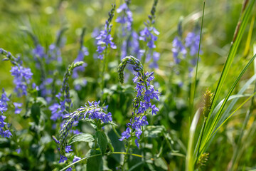 Veronica persica, commonly known as veronica officinalis Purple flowers in a meadow near a lake during the flowering period