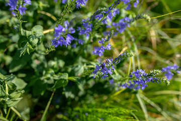 Obraz premium Veronica persica, commonly known as veronica officinalis Purple flowers in a meadow near a lake during the flowering period