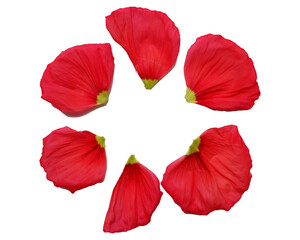 Vivid red color petals. Poppy flowers petals png. Flower petals elements. 