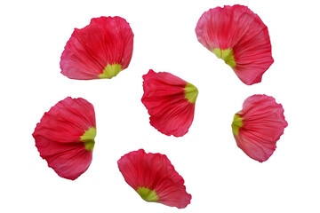 Vivid red color petals. Poppy flowers petals png. Flower petals elements.  - obrazy, fototapety, plakaty