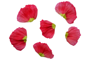 Vivid red color petals. Poppy flowers petals png. Flower petals elements. 