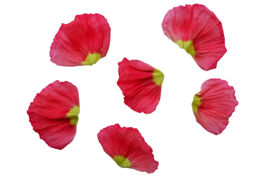 Vivid red color petals. Poppy flowers petals png. Flower petals elements. 