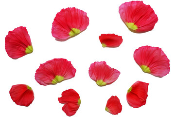 Vivid red color petals. Poppy flowers petals png. Flower petals elements. 