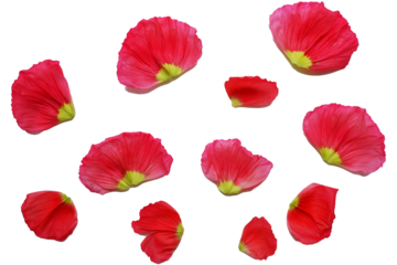Vivid red color petals. Poppy flowers petals png. Flower petals elements. 