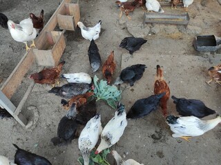 Chickens feeding on a farm