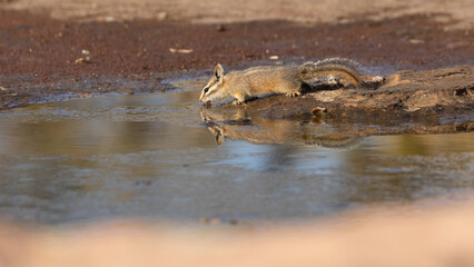 A chipmunk is reflected in the water as it stretches out to get a drink from an ephemeral pool of rainwater collected in a sandstone depression on a sunny day.  