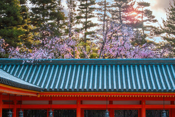Beautiful full bloom sakura at  Heian Shrine in Kyoto, Japan