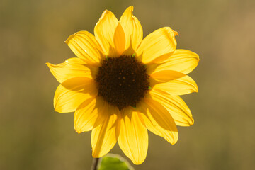A common sunflower backlit by low angle sunlight displays cheery bright yellow petals radiating from the central disk on a sunny summer day.