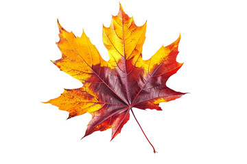 Colorful Autumn Maple Leaf Isolated on Transparent Background