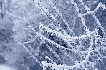beautiful crystal frost on foliage and tree branches, frosty morning, winter weather concept,...